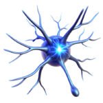 Explore supplements for nerve health and wellness. Compare ingredients, formulas, and product features